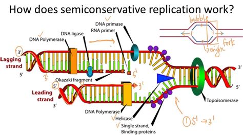 semiconservative replication of dna means _________